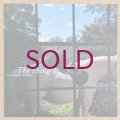 Isao Suzuki & New Family - The Thing